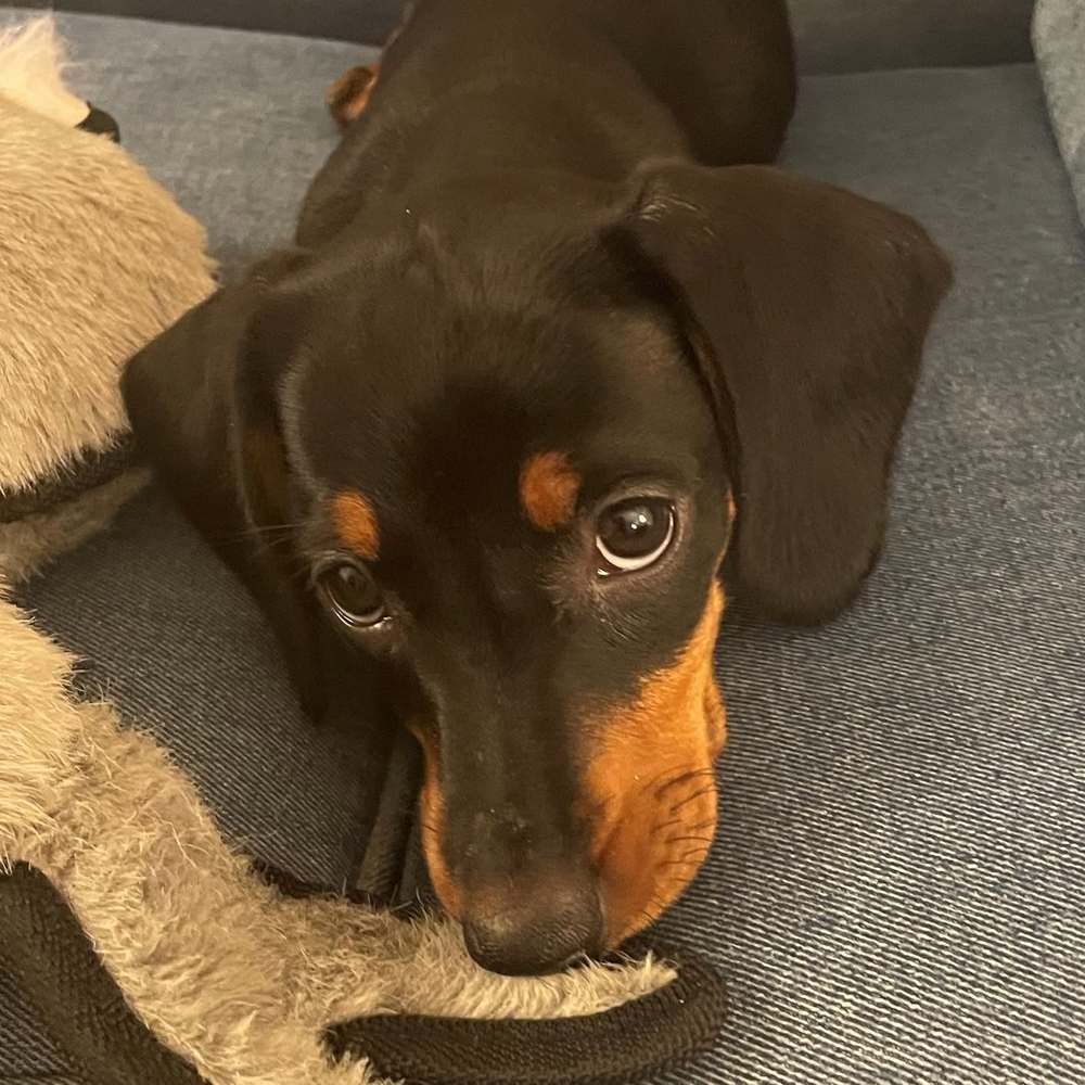 Meet your Posher, Rochele